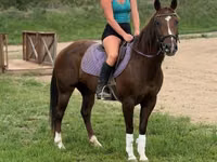 Égua, Quarter Horse — foto 3