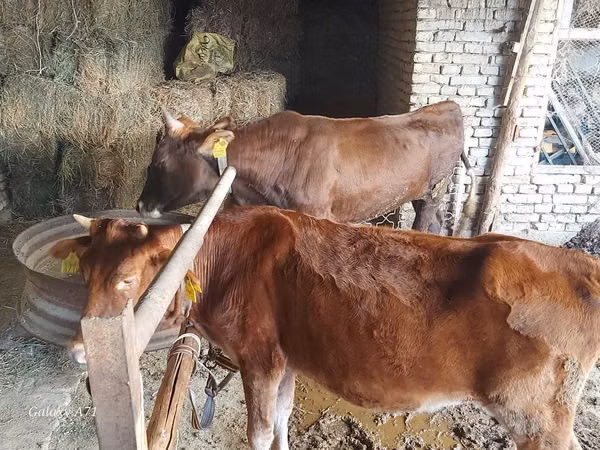 Bull, Cattle