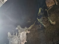 பசு, Russian Black pied cattle — புகைப்படம் 6