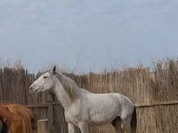حصان, Orlov Trotter — الصورة 2