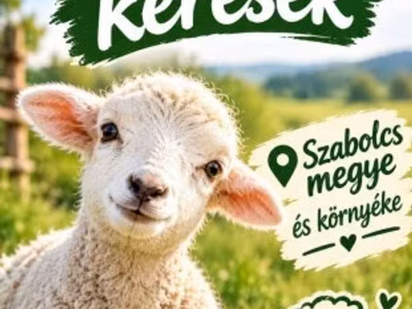 Moutons (lot, sexe non indiqué), Moutons