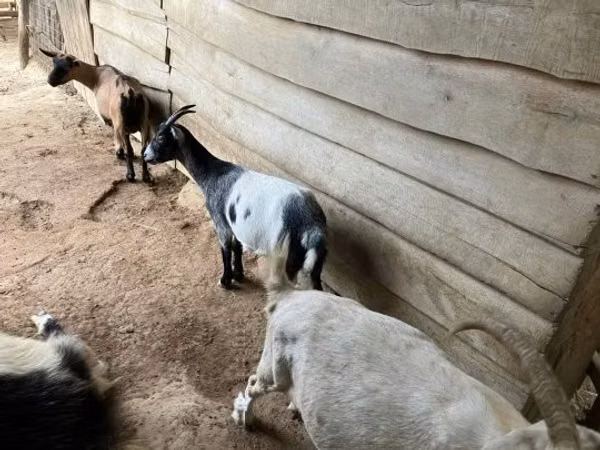 Ешкі, Ешкілер