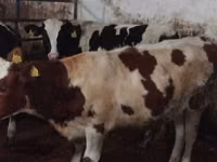 母牛, Simmental cattle — 照片 2