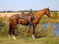 雌馬, Rocky Mountain Horse — 写真 1