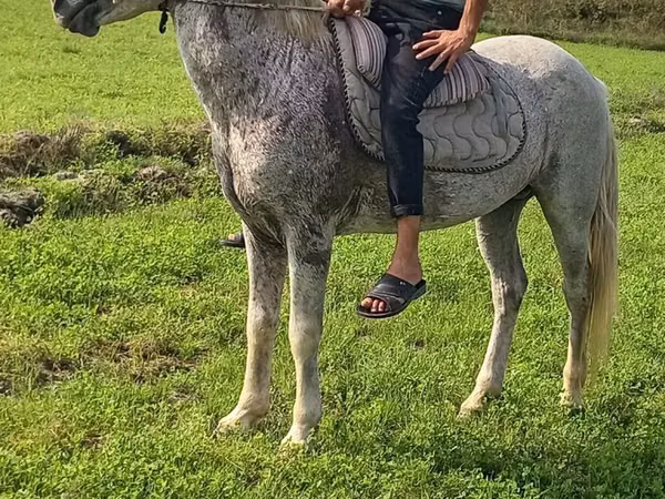 ცხენი, Azerbaijan horse