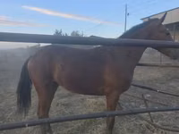 Aygʻir, Thoroughbred horse — 6-rasm