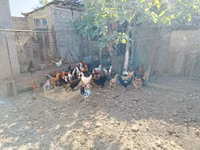 Chickens — foto 1
