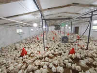 Chickens — zdjęcie 7