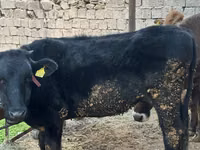 Vaca, Bovinos — foto 2