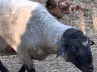 Qoʻchqor, White Suffolk sheep — 1-rasm