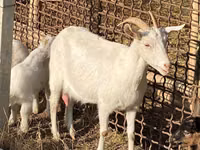 Koza, Kozy — zdjęcie 3