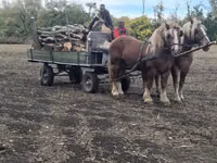 Cheval, Chevaux — photo 8