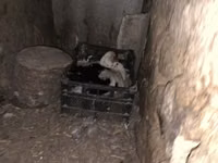 イースト インディー — 写真 5