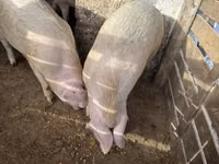 Pigs (batch, sex not specified), Pigs — photo 4