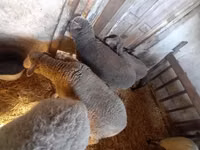 Brebis, Moutons — photo 2