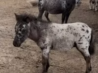Kůň, Koně — foto 2