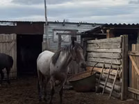 Koń, Kustanai horse — zdjęcie 2