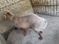 Baran, Arashan sheep — zdjęcie 3