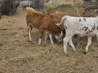 ІҚМ (топ, жынысы көрсетілмеген), Simmental cattle — 5-сурет