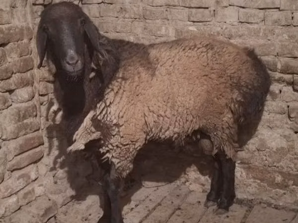मेढ़ा, भेड़