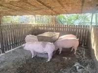 Säue, Schweine — Foto 1