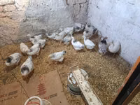 Chickens — Foto 1