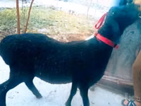 Bélier, Hissar sheep — photo 2