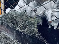 Cabras (lote, sexo no especificado), Cabras — foto 3