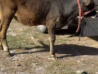 İnek, Alatau ırkı — foto 4