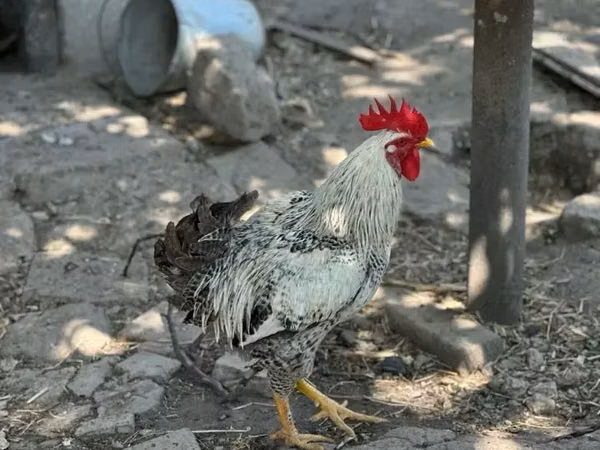 Chickens — Armaniston