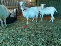 Koza, Saanen goat — foto 7