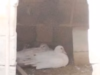Ducks — الصورة 8