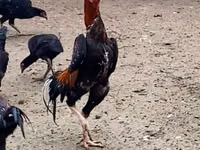 Gallinas Shamo — foto 2