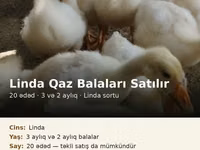 Linda — zdjęcie 2