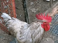 Chickens — foto 1