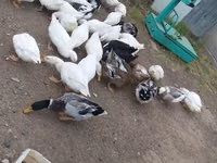 Ducks — फ़ोटो 1