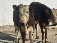 母牛, Simmental cattle — 照片 1