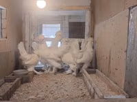 Chickens — foto 5