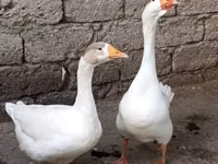 Ducks — 写真 5