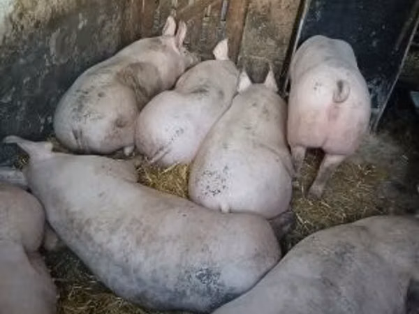 Sow, Pigs