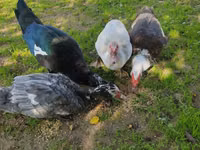 Ducks — الصورة 4