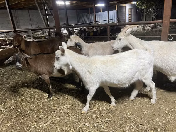 Cabra, Kamori goats