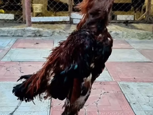 Chickens
