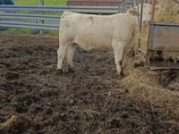 Cow, Charolais cattle — photo 3