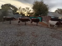 İnek, Simmental cattle — foto 2