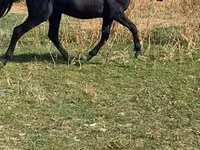 母马, Horses — 照片 2