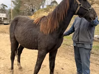 Cavalo, Black Sea breed — foto 3