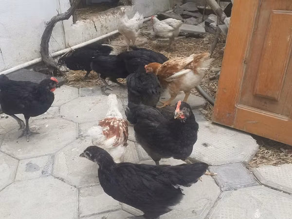 Chickens