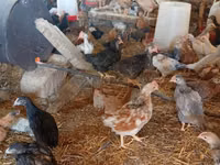 Chickens — الصورة 3