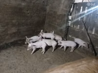 Knur, Świnie — zdjęcie 4